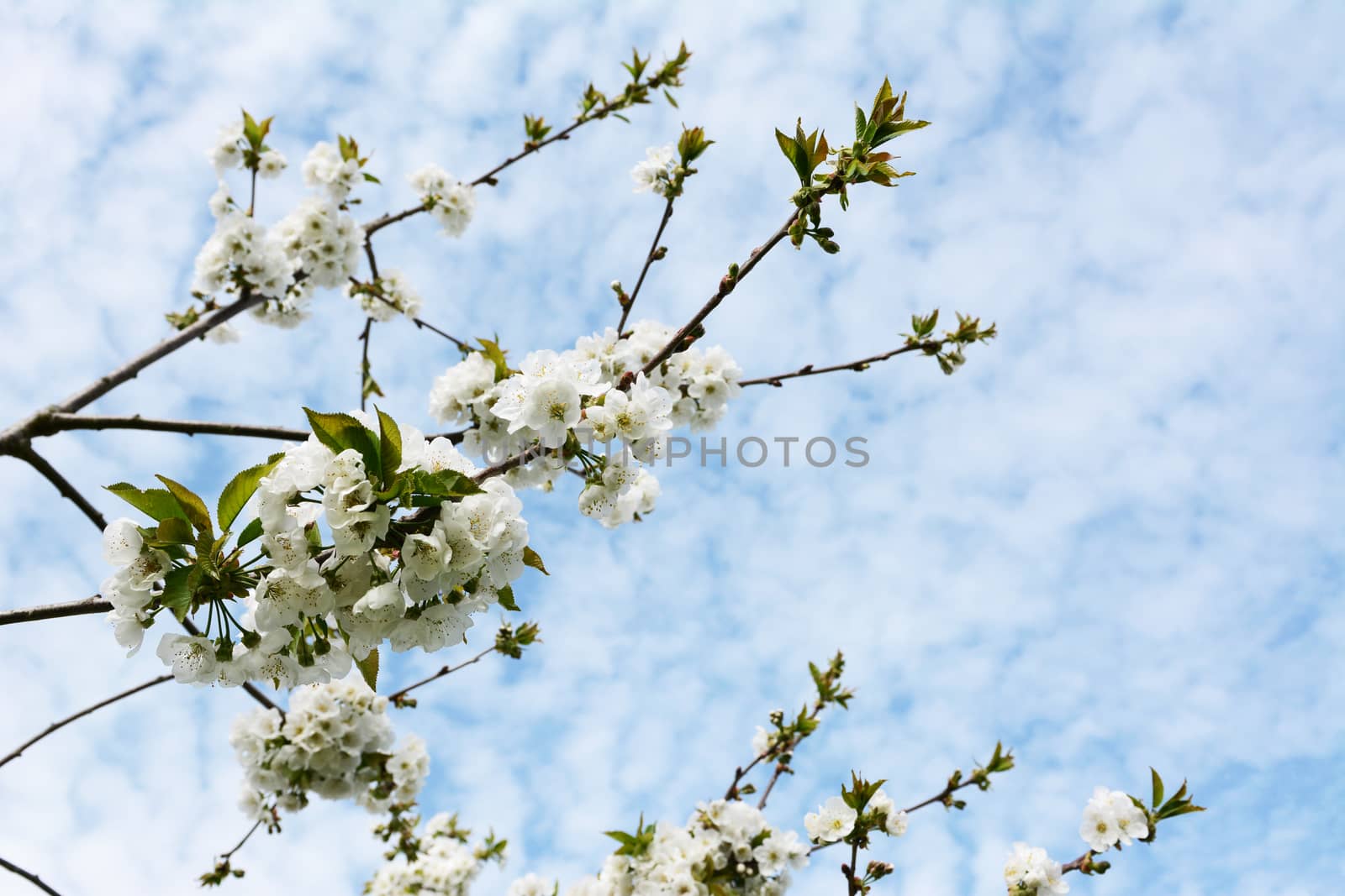 Blossom-covered branches of a Penny cherry tree reach upward against a cloudy blue sky - copy space