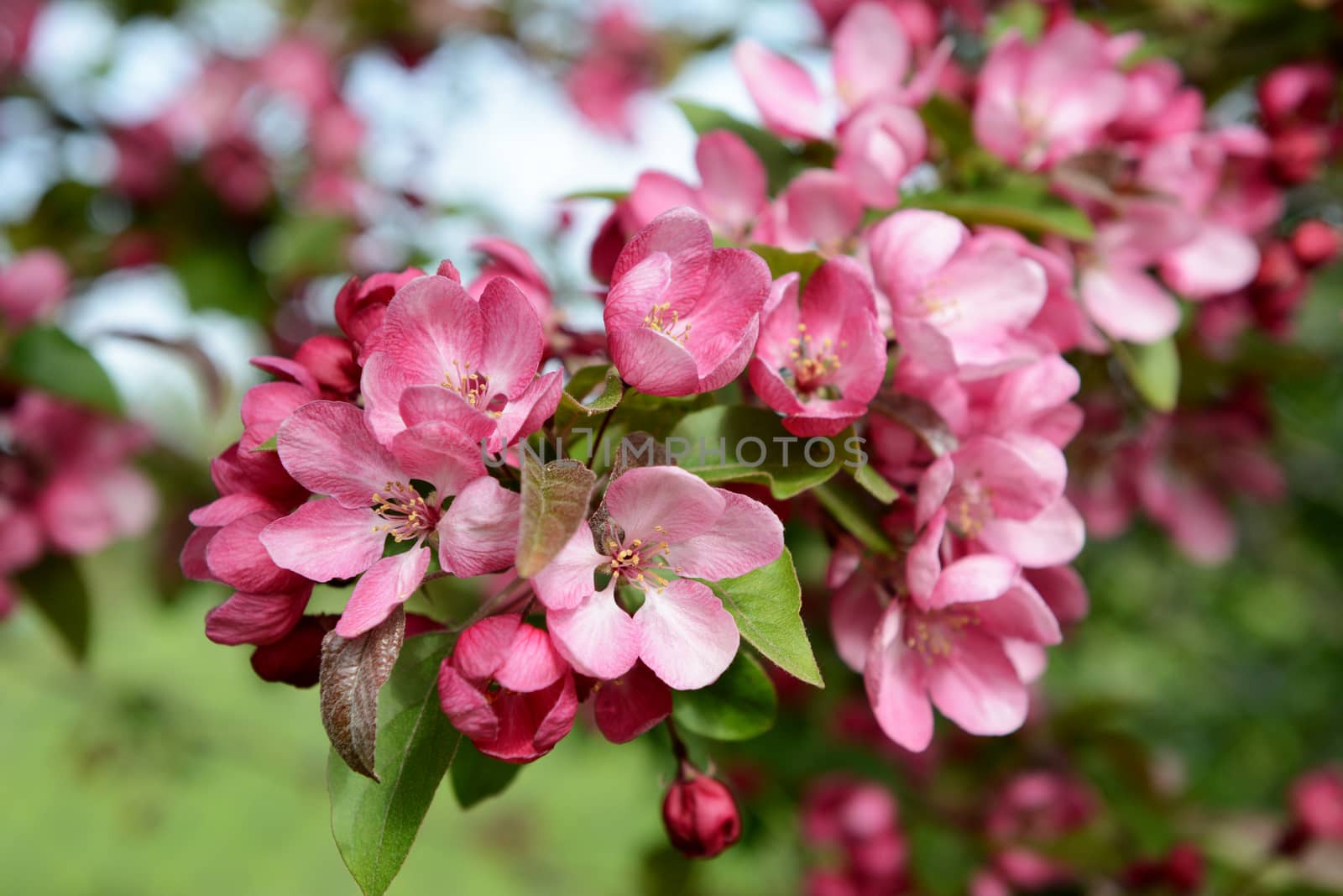 Branch full of blossom with pink petals in selective focus on a Malus Indian Magic crab apple tree