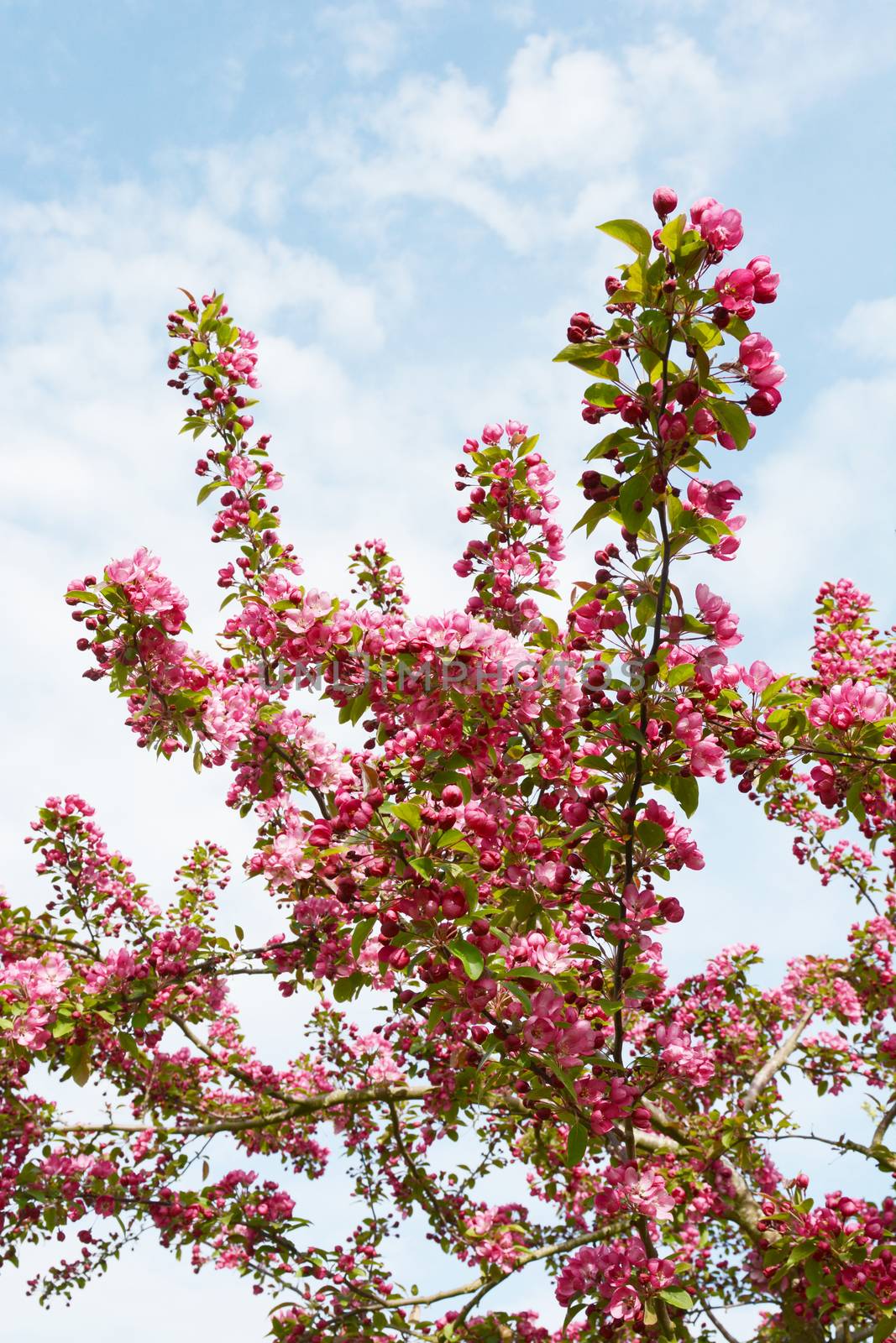 Long branches of a Malus Indian Magic crab apple tree covered in a pretty pink blossom against a light blue sky