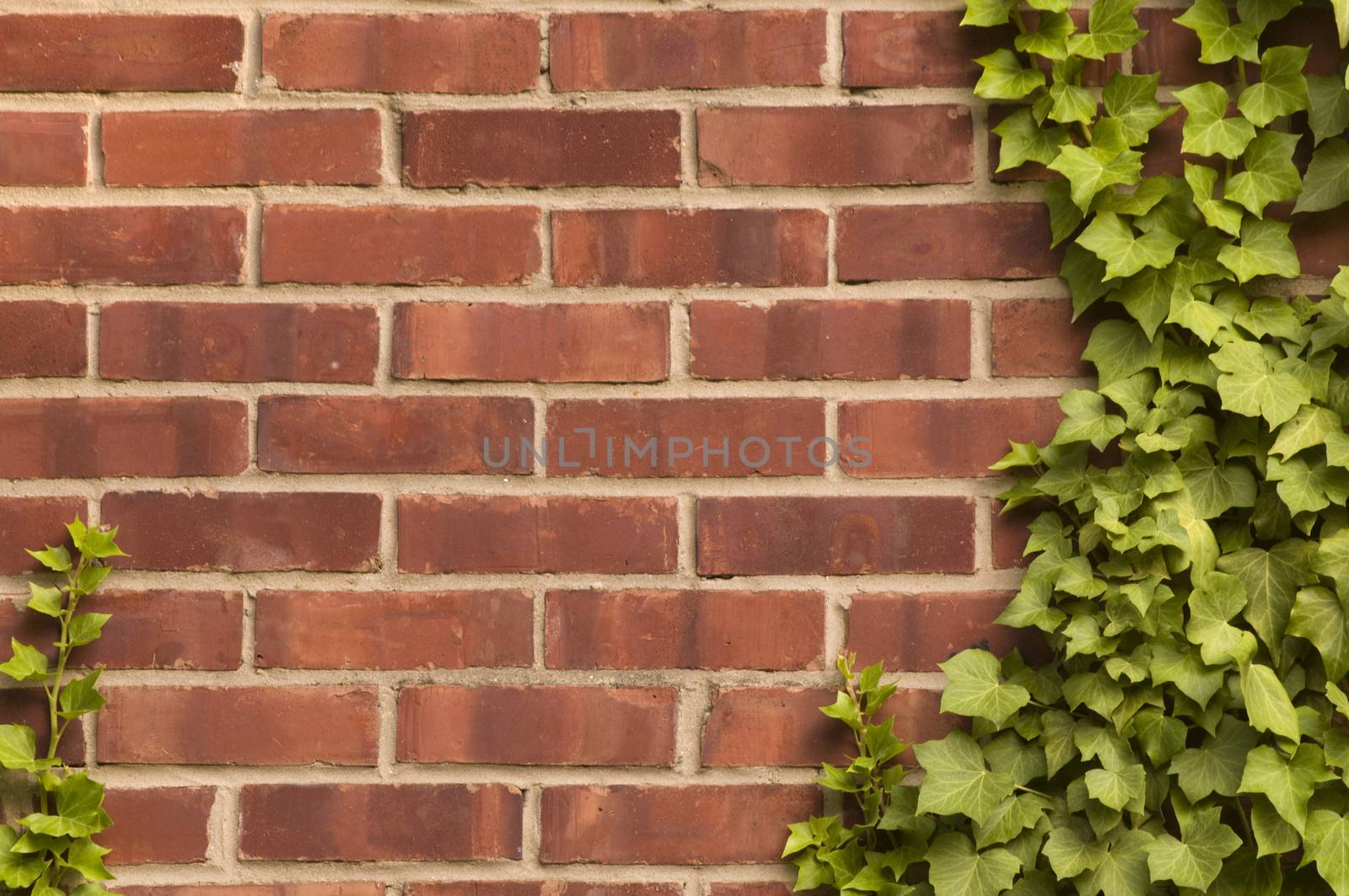 Distresed red brick wall with ivy growing on it