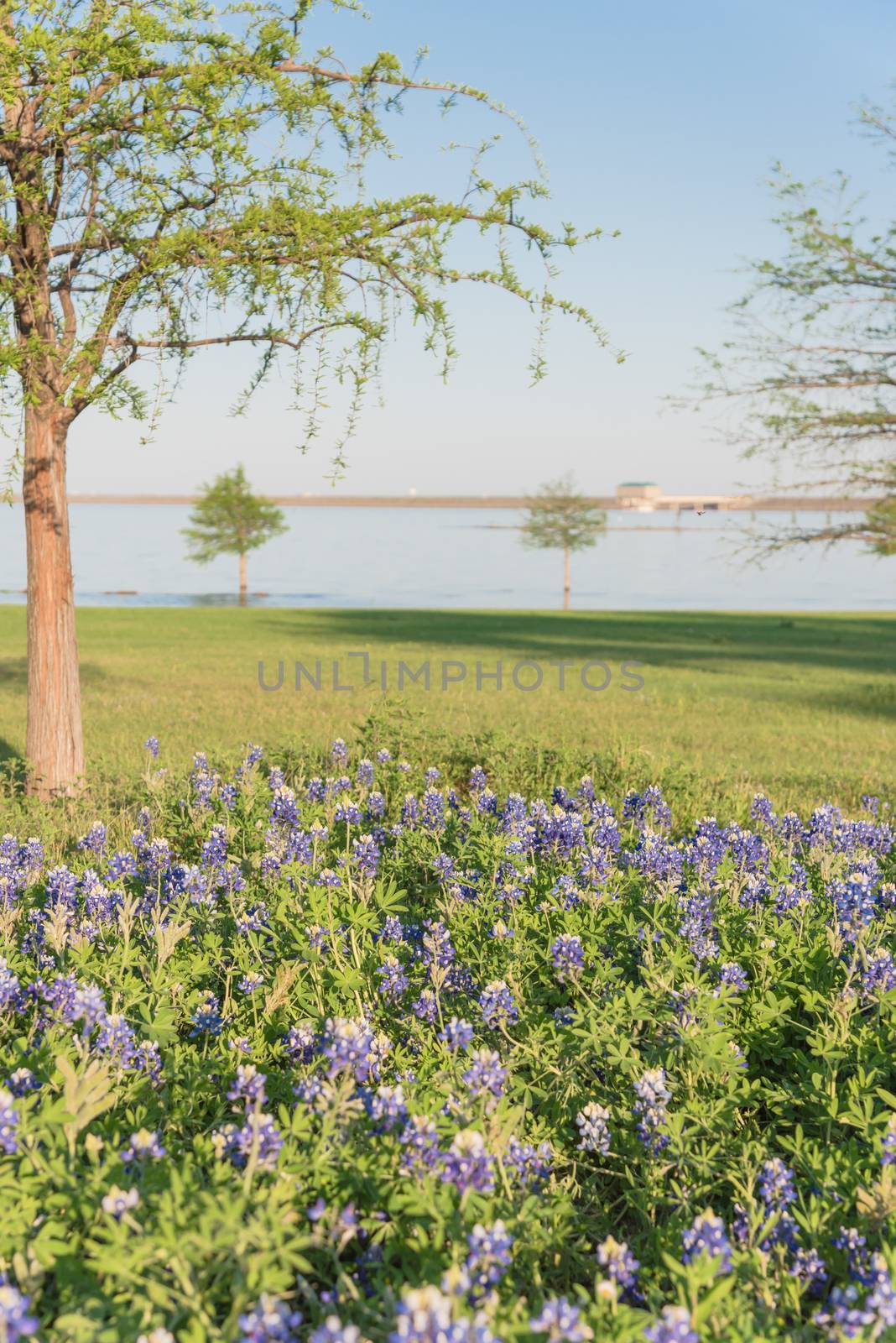 Texas state flower Bluebonnet blooming near the lake in springtime by trongnguyen