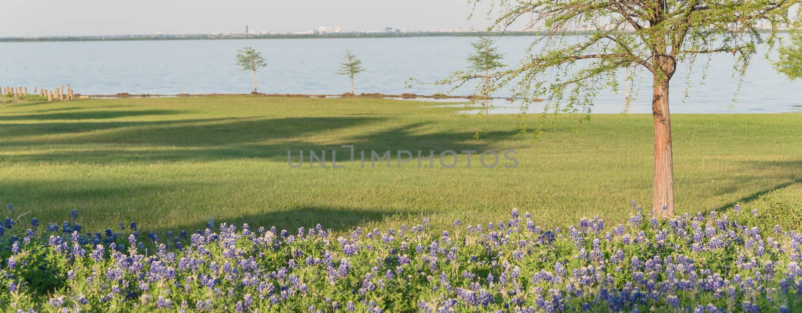 Panorama view Bluebonnet blossom near lake park in Lewisville, Texas, USA. Beautiful Texas state flower blooming with soft sunset light, row of big trees in background
