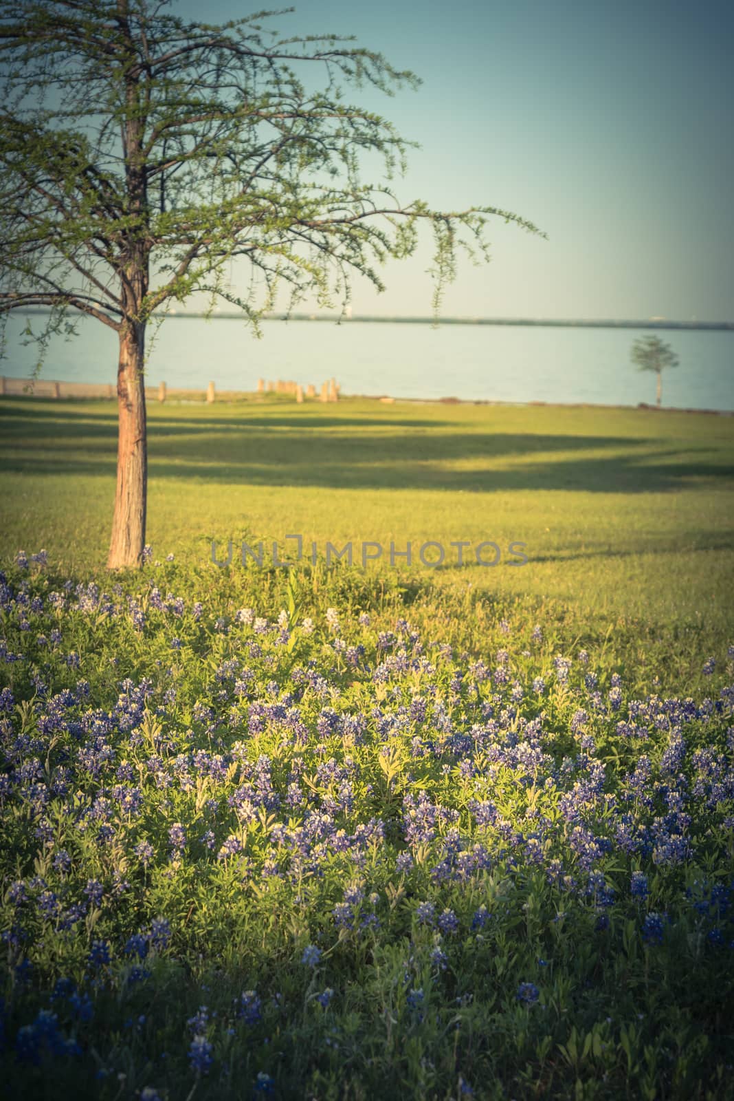 Filtered image of Texas state flower Bluebonnet blooming near the lake in springtime by trongnguyen