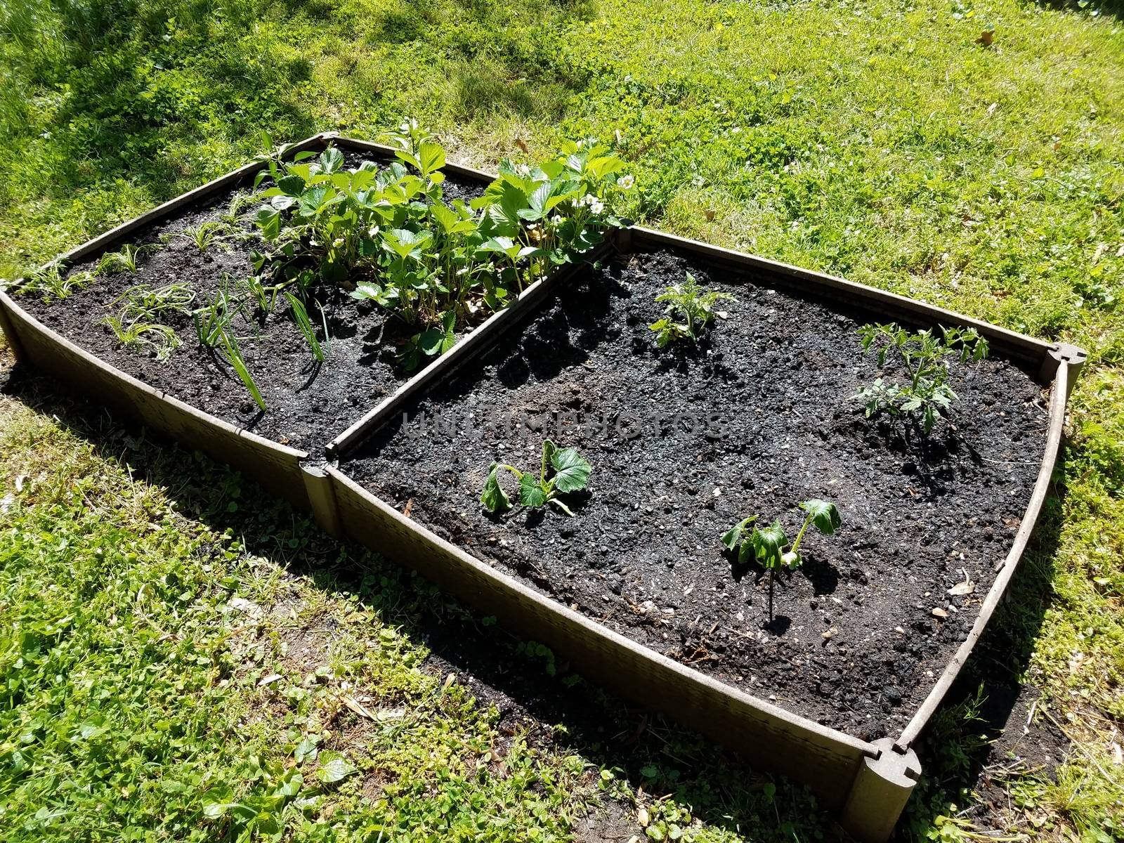 garden with strawberry, tomato, onion, carrot, and squash plants and soil
