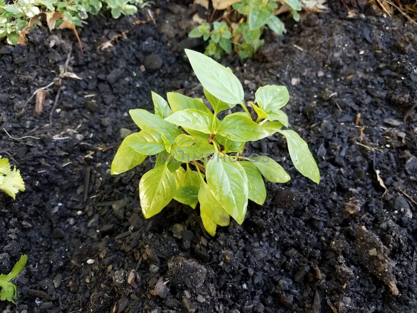 green leaves on basil plant in dirt or soil by stockphotofan1