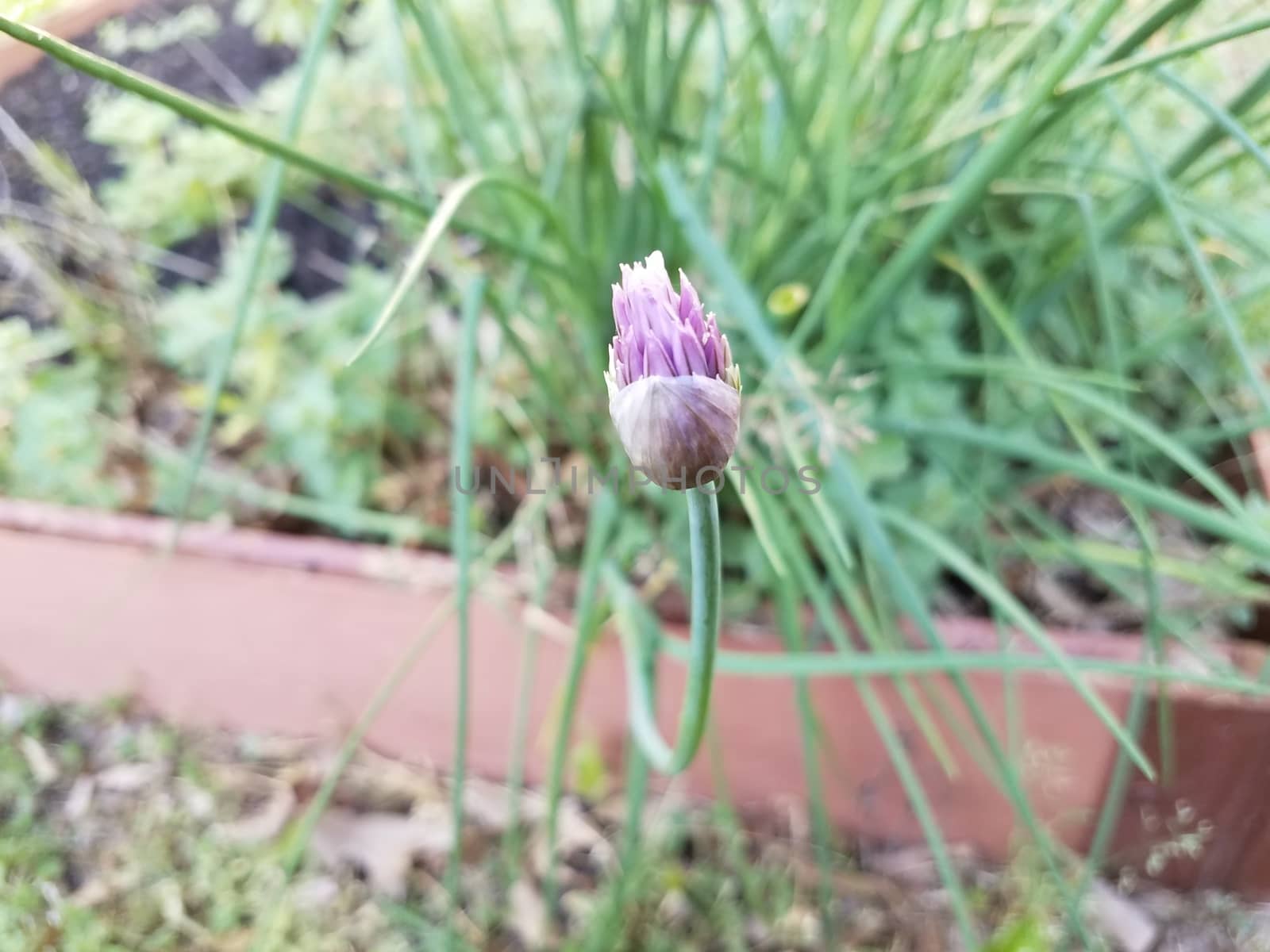 purple flower on green chive or onion plant in dirt or soil in garden
