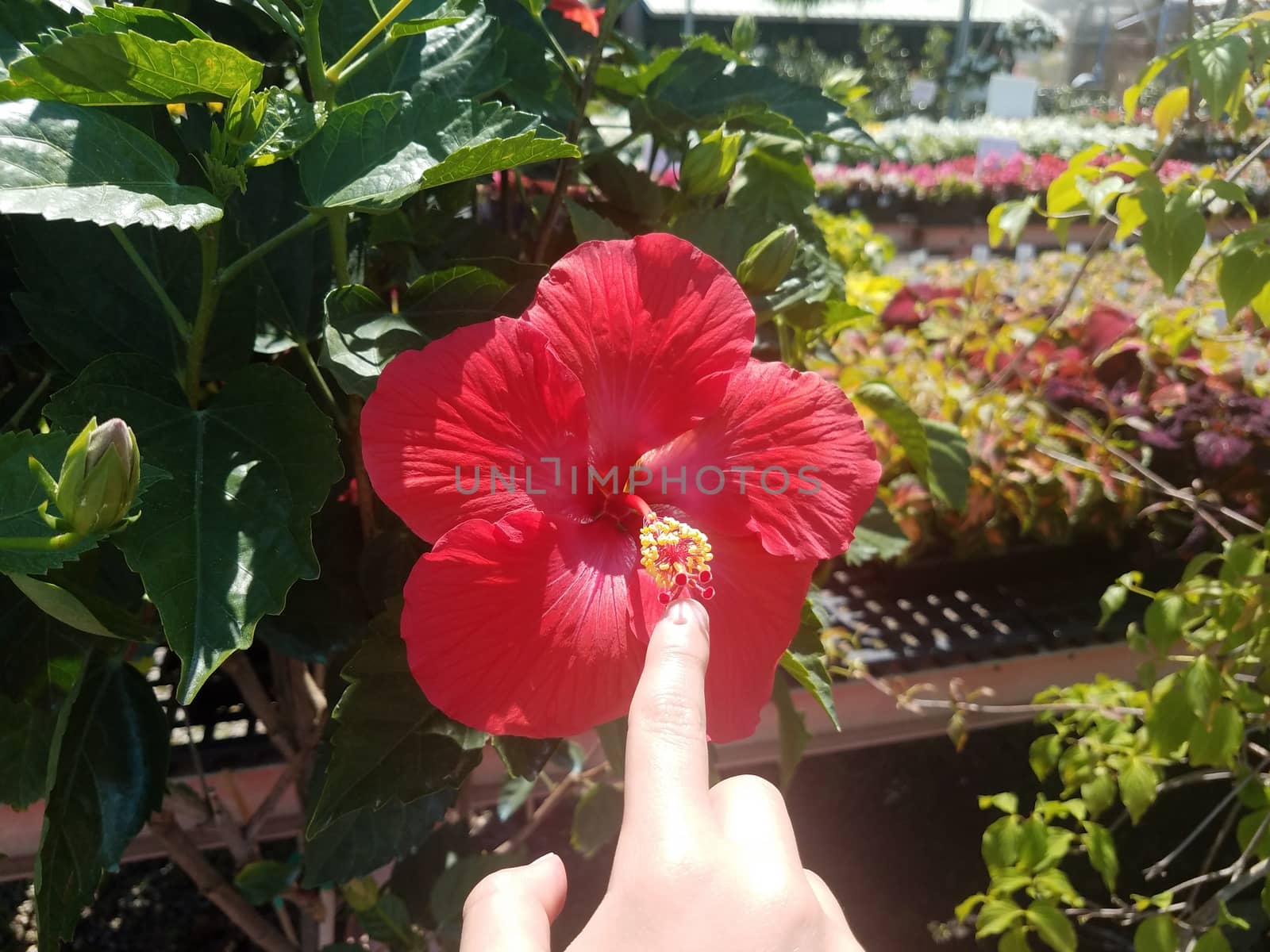 finger pointing at plant with red flower blooming and green leaves in plant nursery