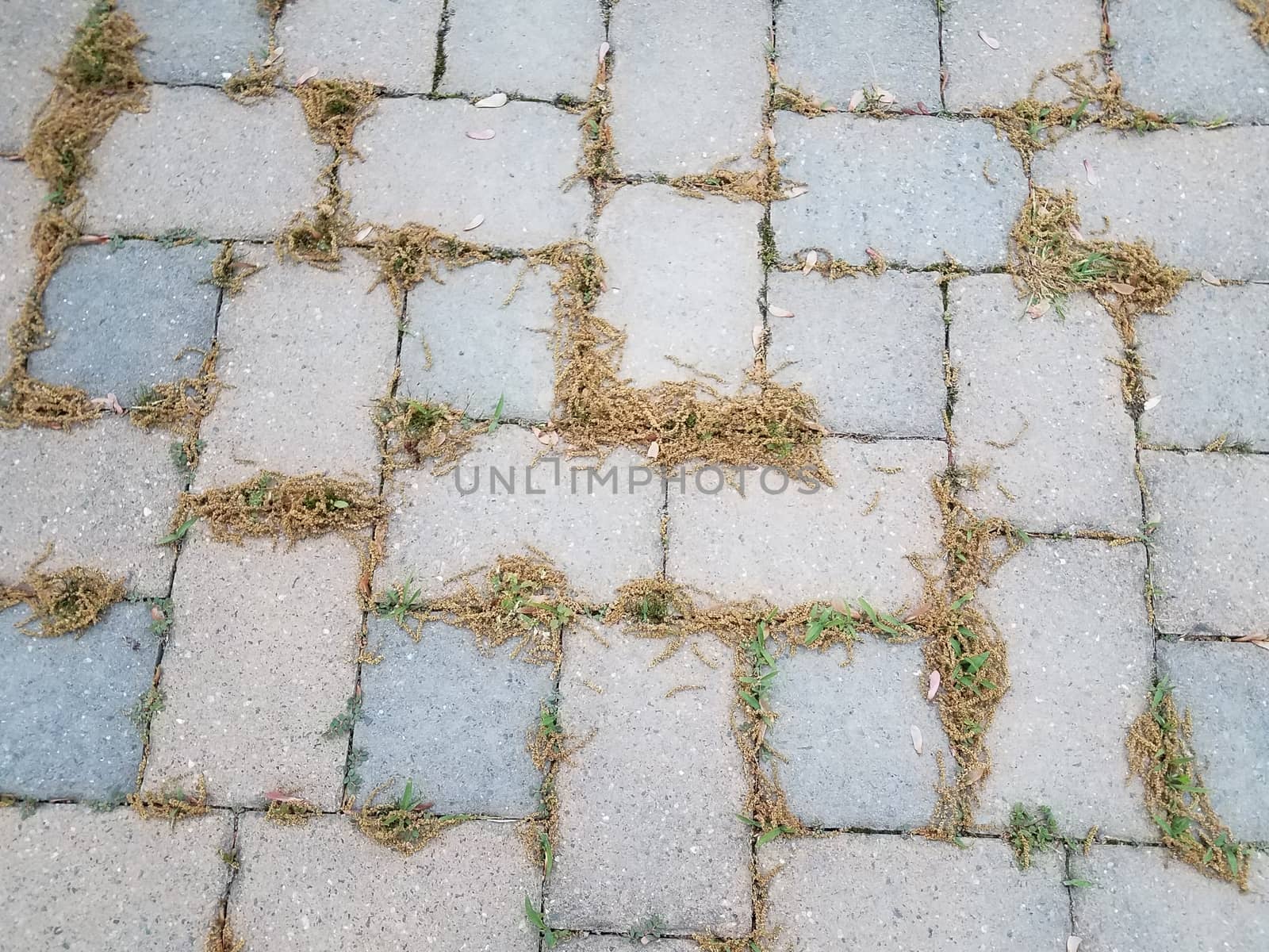 grey stone tiles and pollen on ground and weeds by stockphotofan1