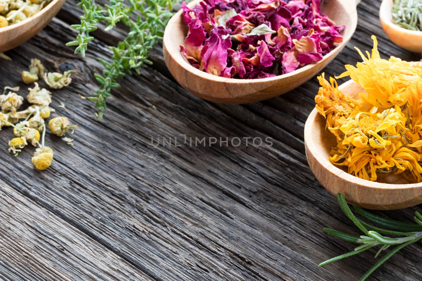 Selection of herbs on spoons on a wooden background with copy space. Dried calendula, rose petals, chamomile, fresh rosemary and thyme.
