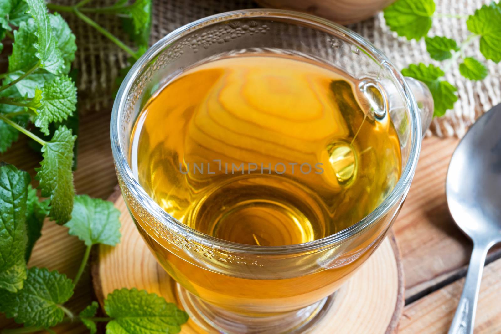 Closeup of cup of melissa (lemon balm) tea on a table with fresh melissa leaves in the background