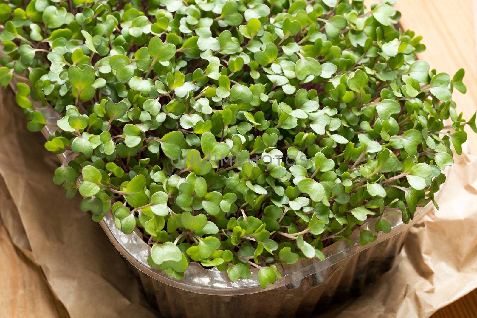 Young microgreens in a container on a table