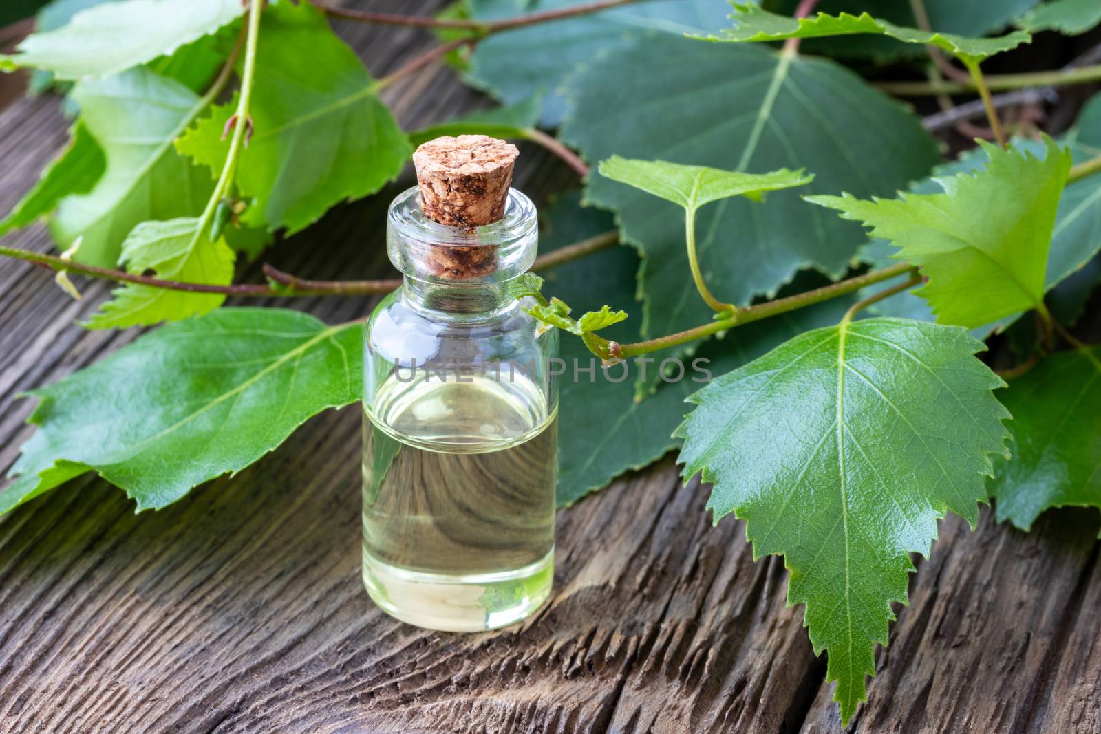 A bottle of essential oil with fresh birch branches