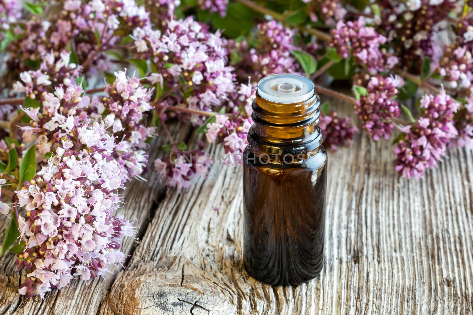 A bottle of essential oil with fresh blooming oregano twigs