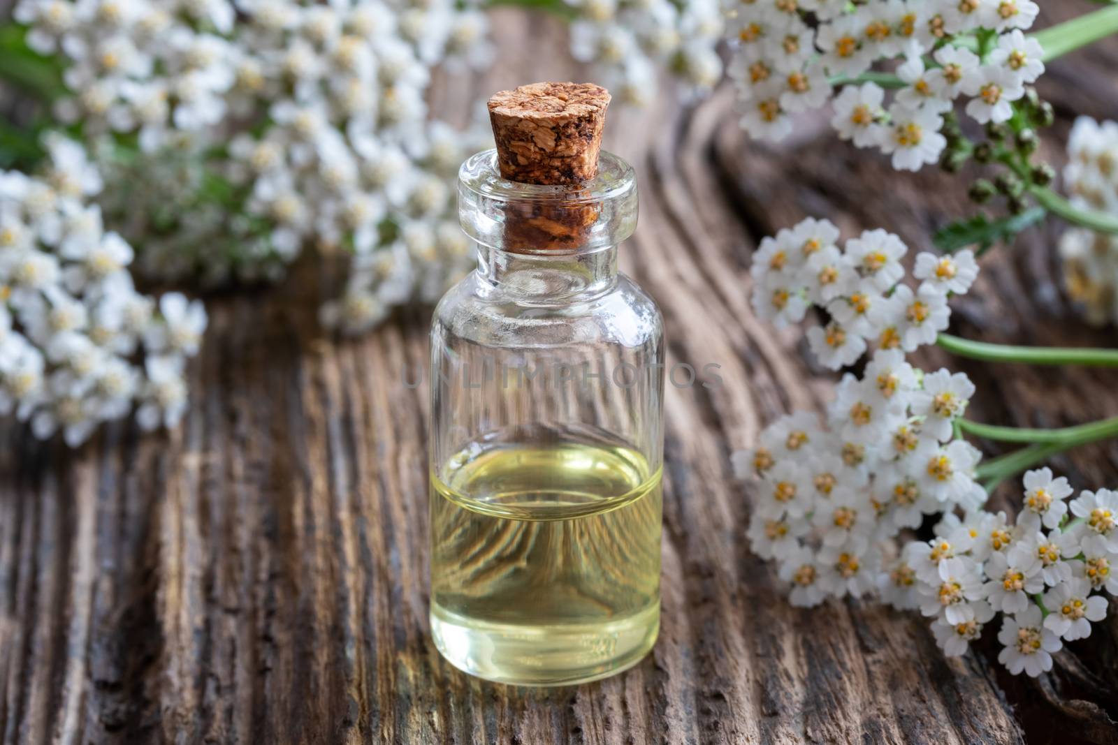 A bottle of yarrow essential oil with fresh blooming yarrow by madeleine_steinbach
