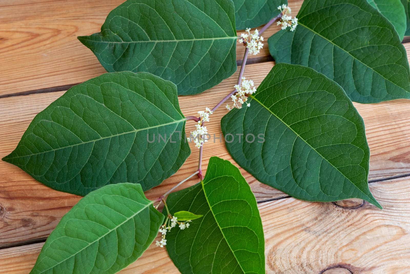 Blooming Japanese knotweed branch on a table