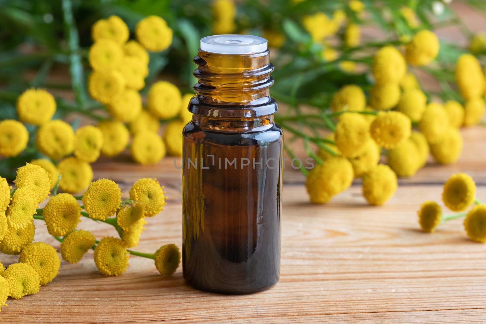 A bottle of common tansy essential oil with fresh blooming Tanacetum vulgare twigs