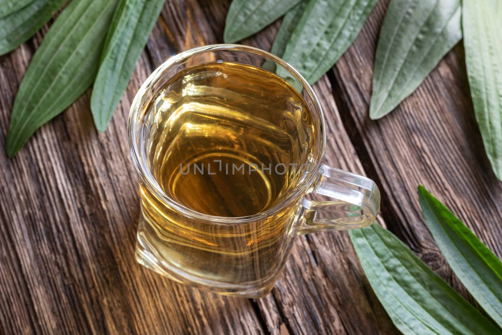 A cup of herbal tea against cough with fresh ribwort plantain leaves