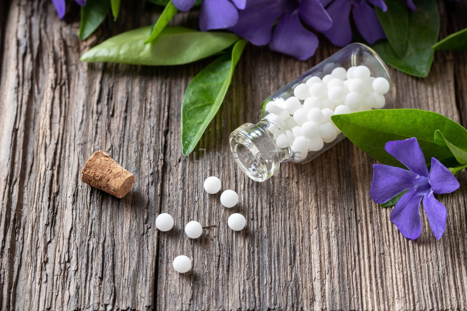 A bottle of homeopathic pills with vinca minor plant by madeleine_steinbach