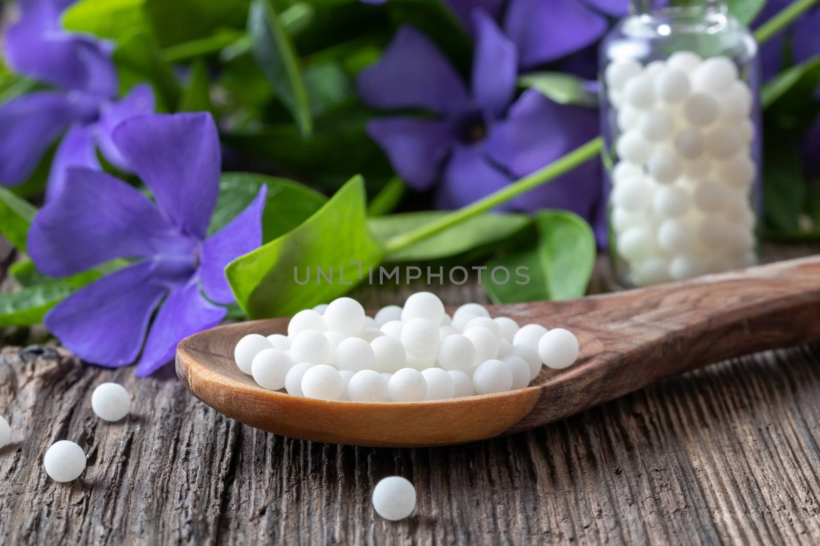 Homeopathic pills on a spoon with fresh Vinca minor plant in the background