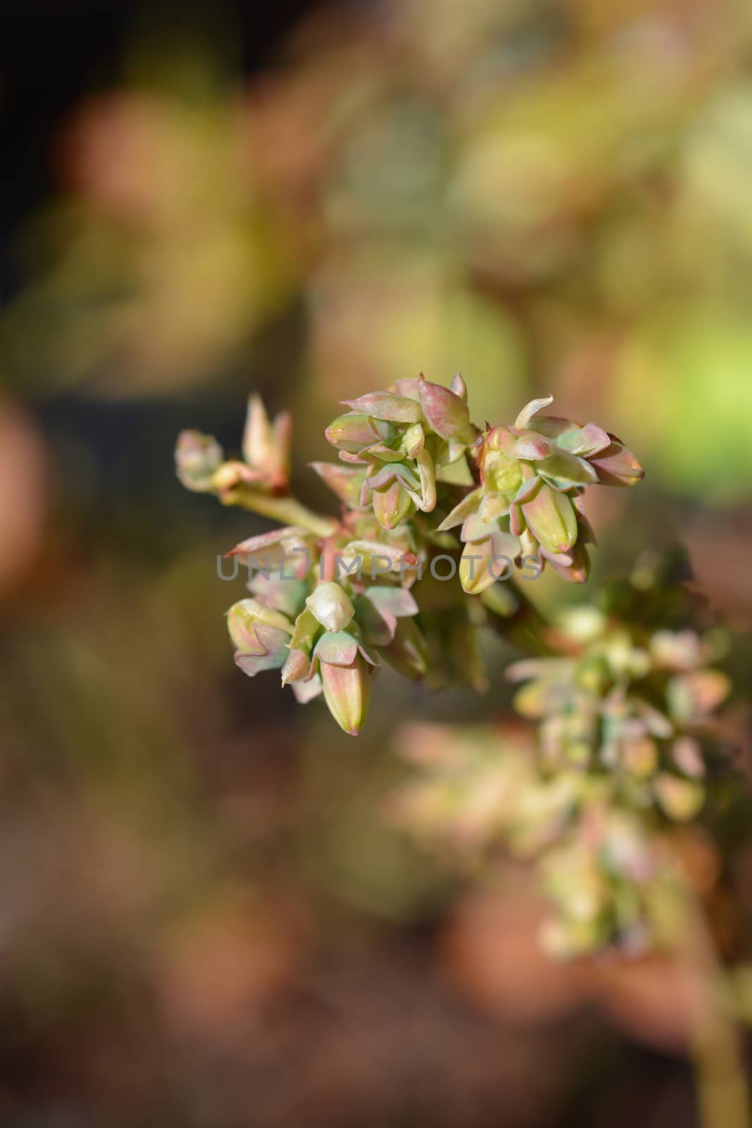 Highbush blueberryÊFlamingo - Latin name - Vaccinium corymbosum Flamingo