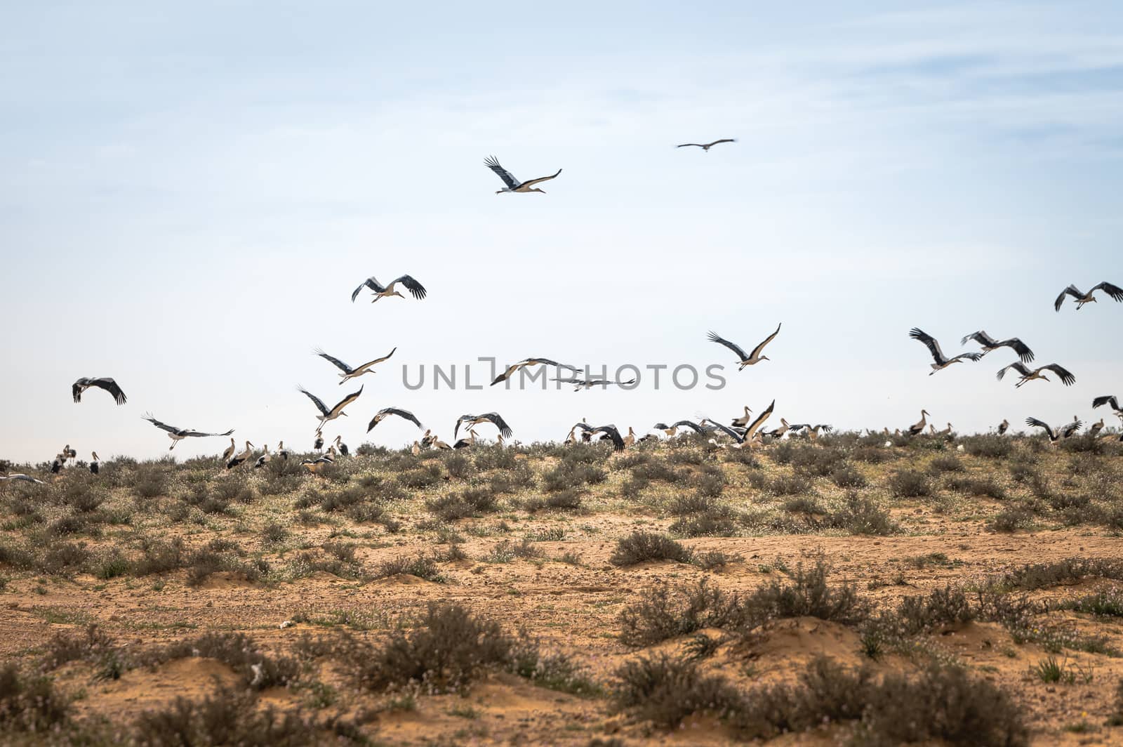 Israel, Negev, a flock of migrating storks fly over a cultivated field. Birds are a major pest to farmers