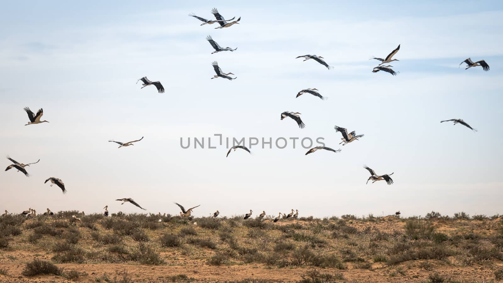 Israel, Negev, a flock of migrating storks fly over a cultivated field. Birds are a major pest to farmers