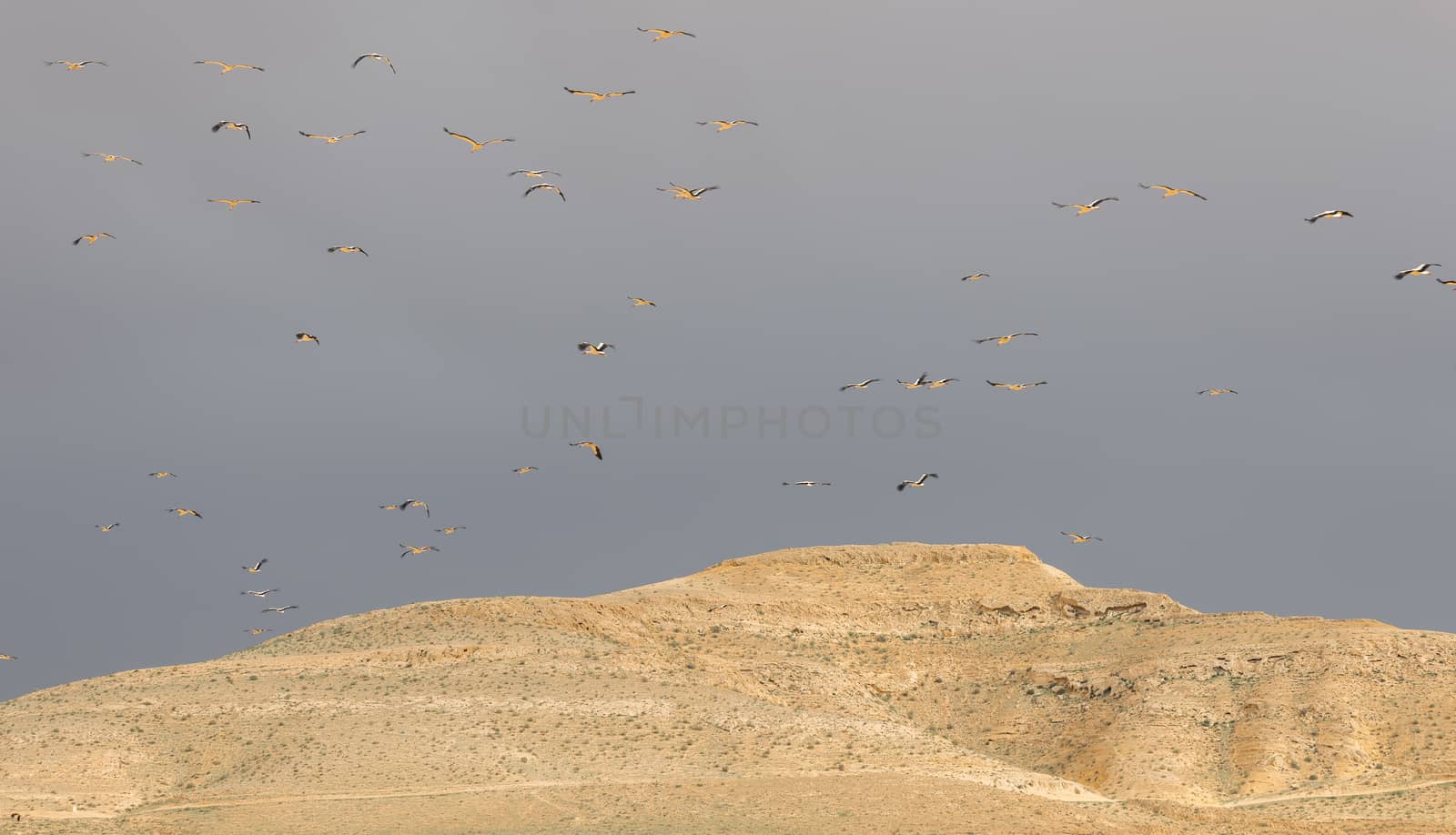 Israel, Negev, a flock of migrating storks fly over a cultivated field. Birds are a major pest to farmers