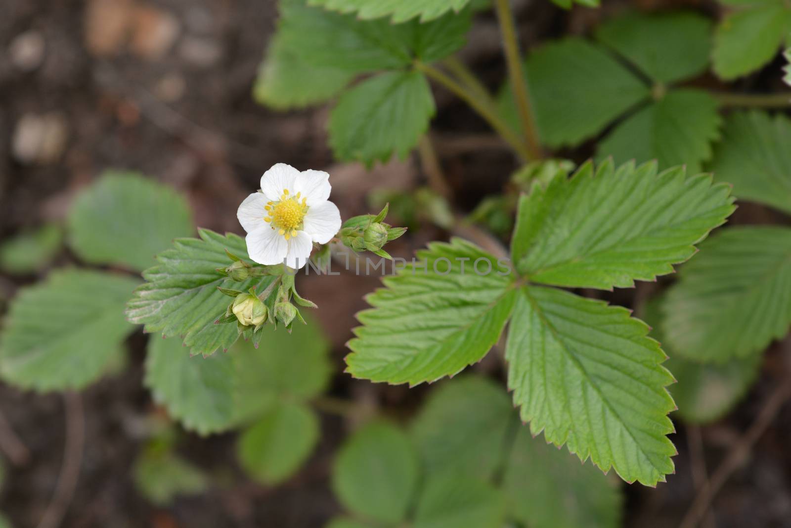 Wild strawberry - Latin name - Fragaria vesca