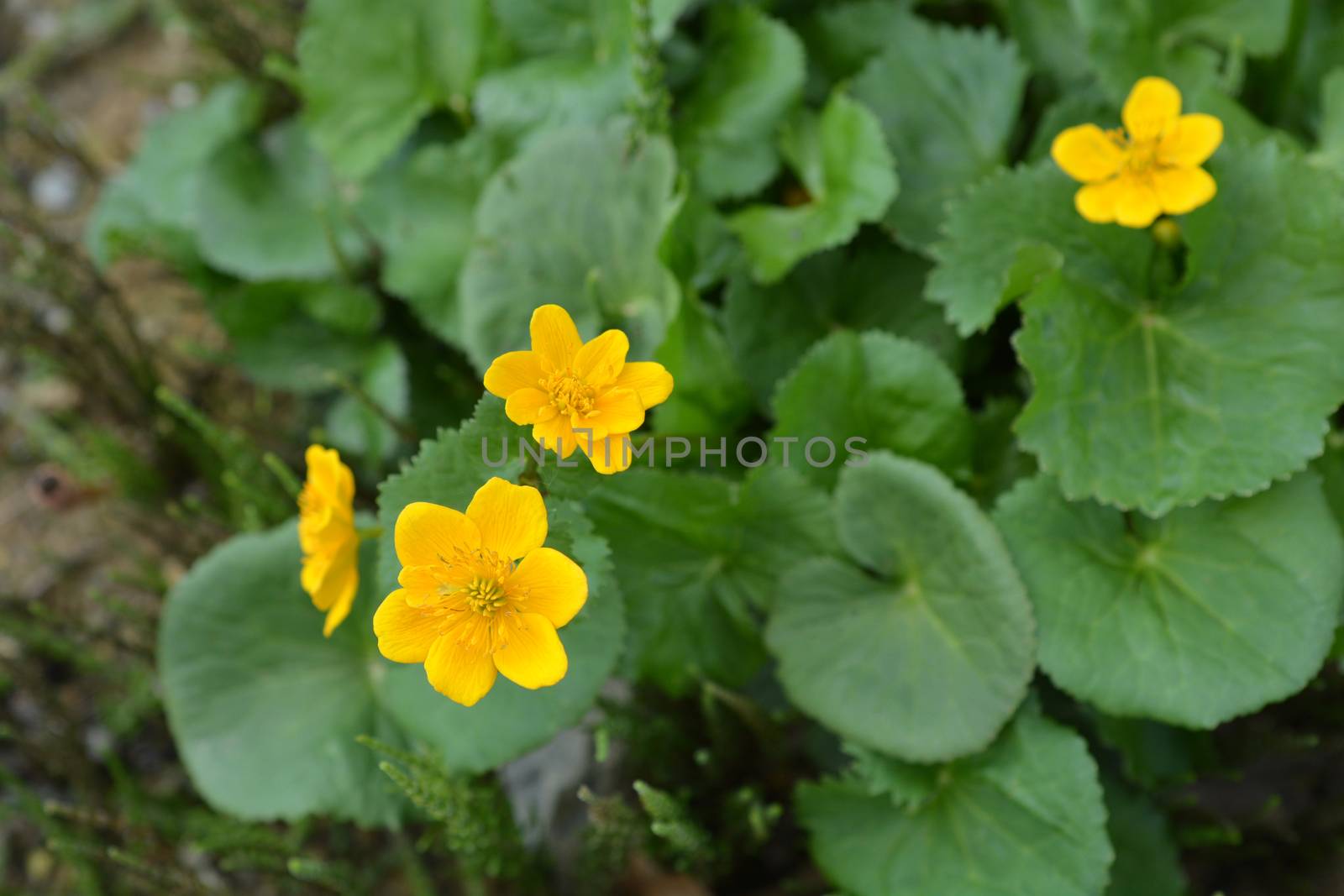 Marsh Marigold - Latin name - Caltha palustris