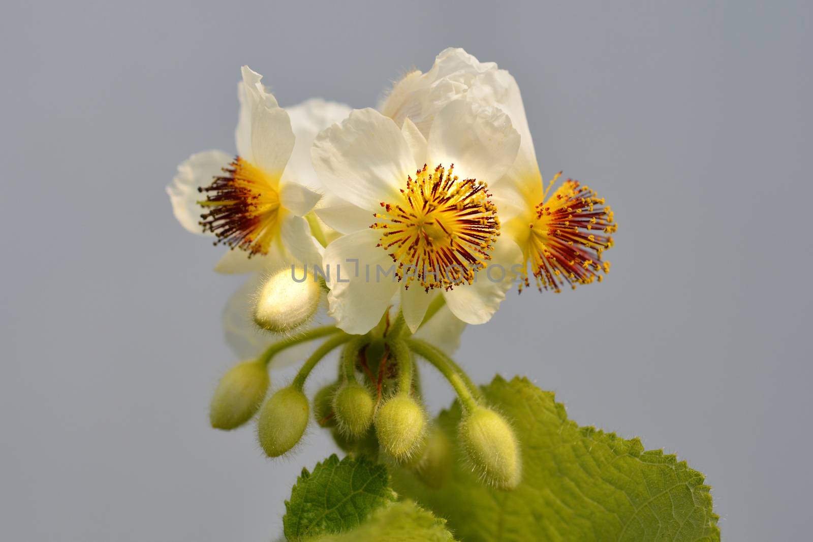 African hemp - Latin name - Sparmannia africana