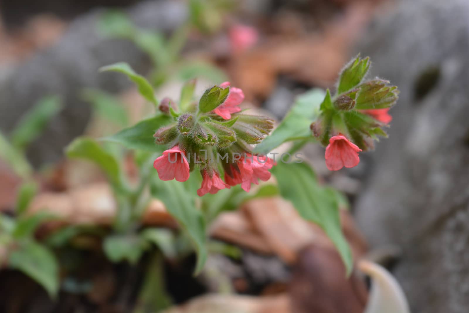 Red lungwort - Latin name - Pulmonaria rubra