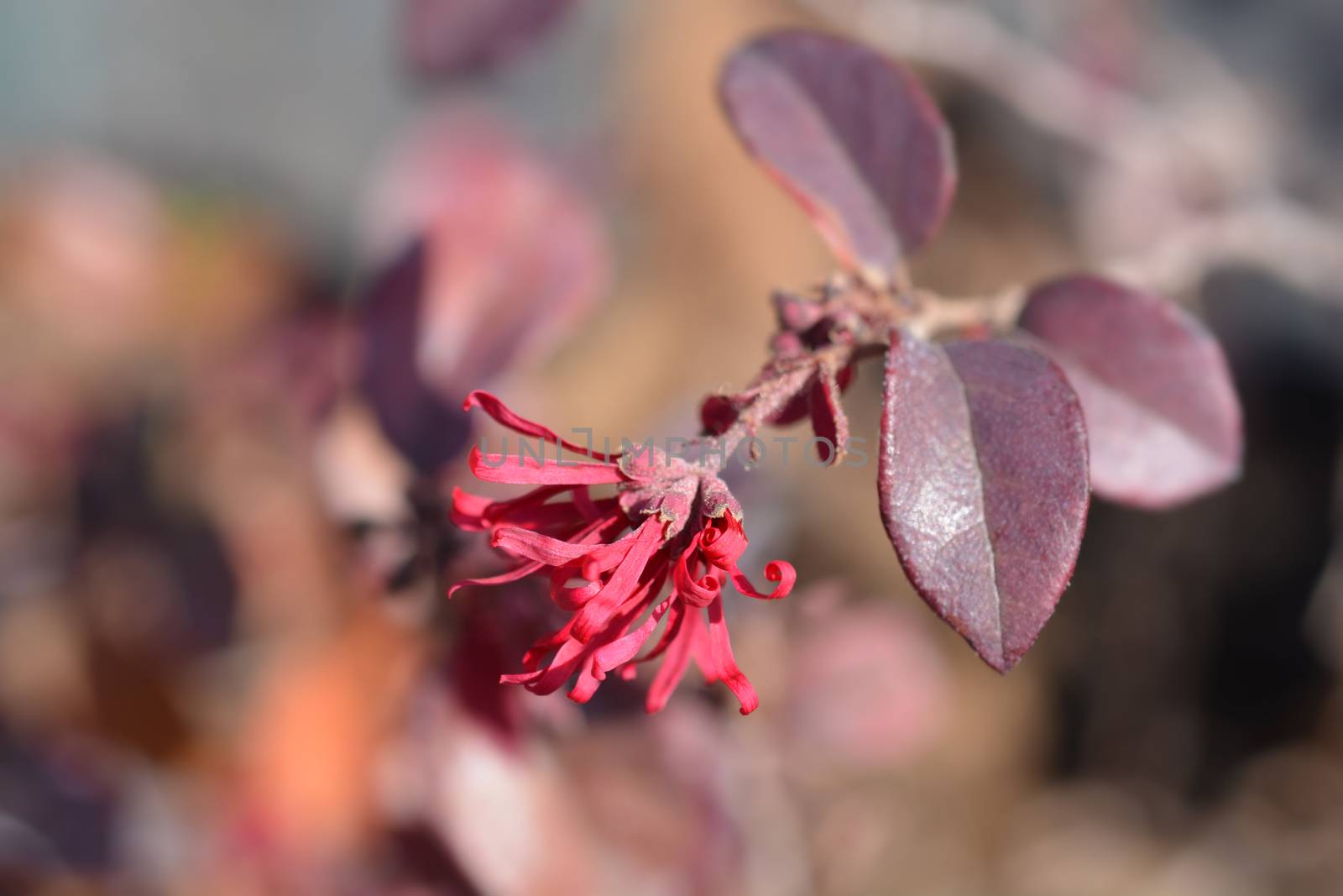 Chinese fringe flower Ever Red by nahhan