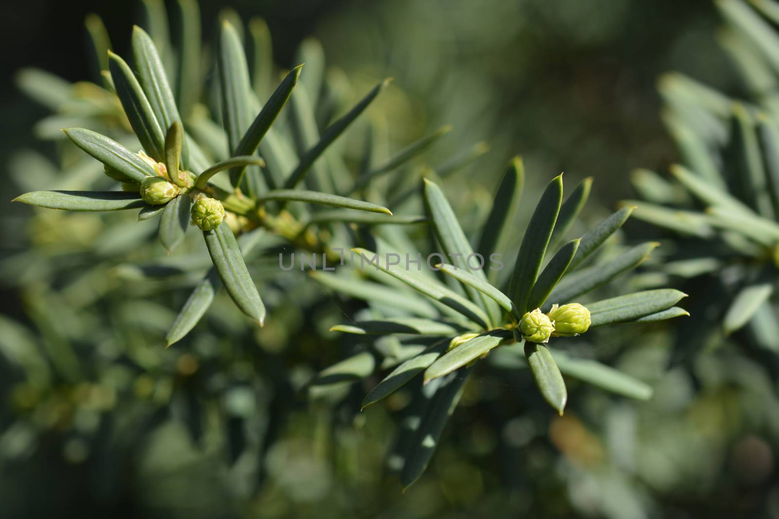 Horizontalis English Yew - Latin name - Taxus baccata Horizontalis