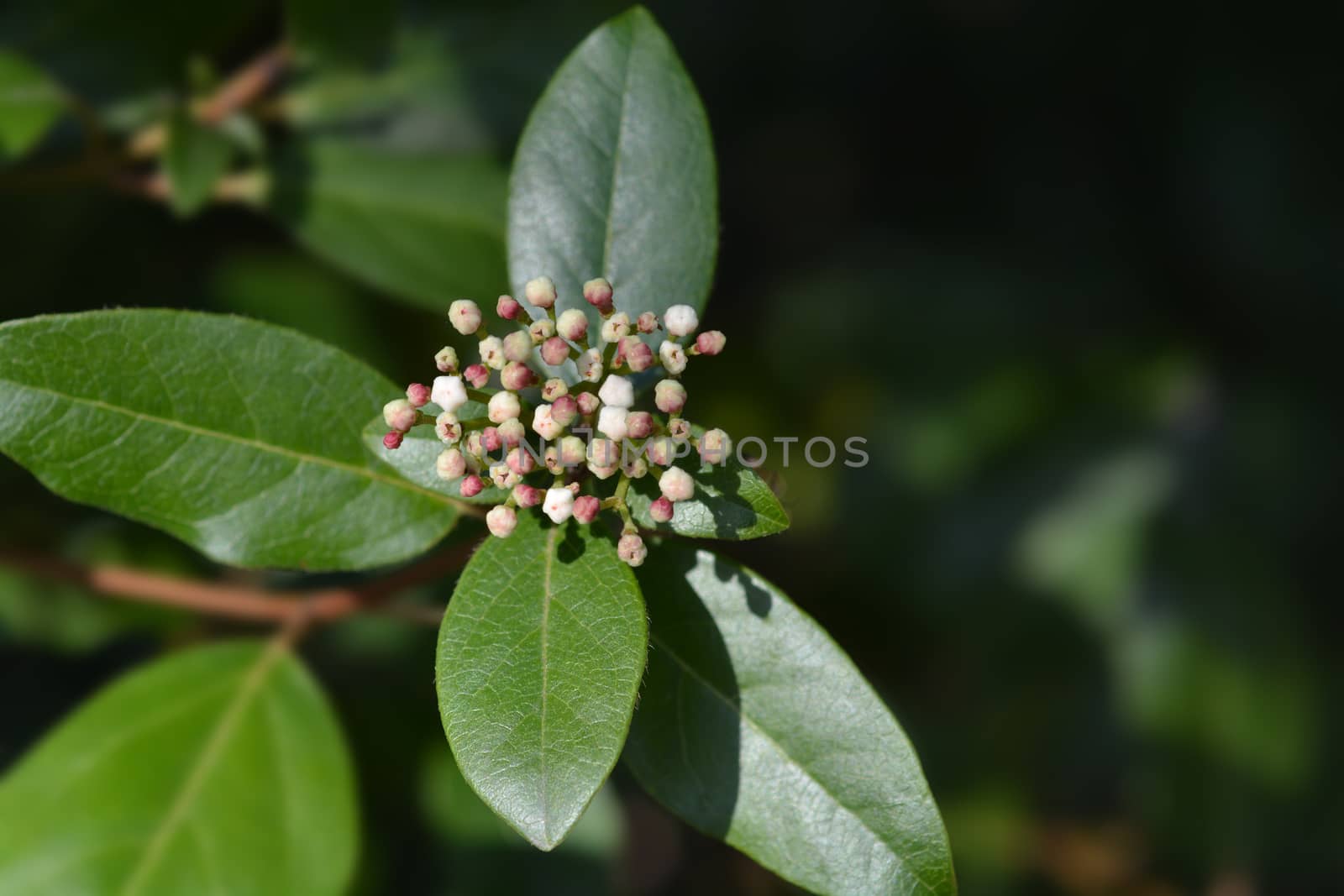 Laurustinus - Latin name - Viburnum tinus