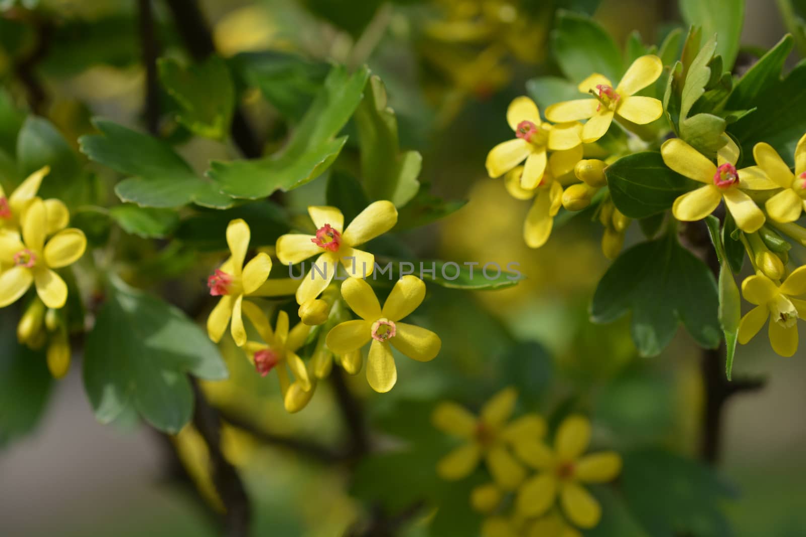 Golden currant - Latin name - Ribes aureum