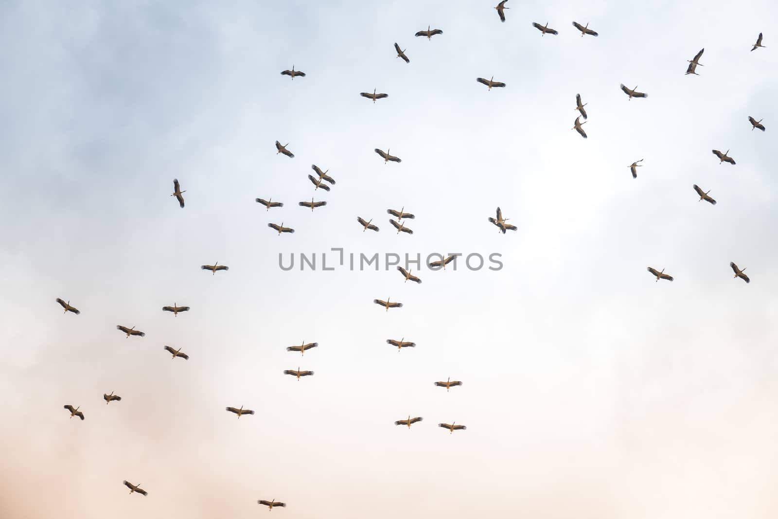 Israel, Negev, a flock of migrating storks fly over a cultivated field. Birds are a major pest to farmers