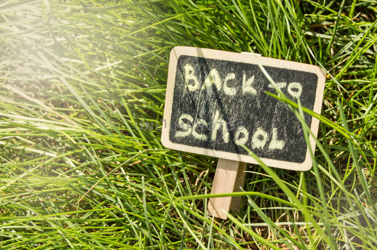 Sunlight falls on the green grass and the black Board with the inscription Back to school. The concept of education, training, teacher's Day by claire_lucia