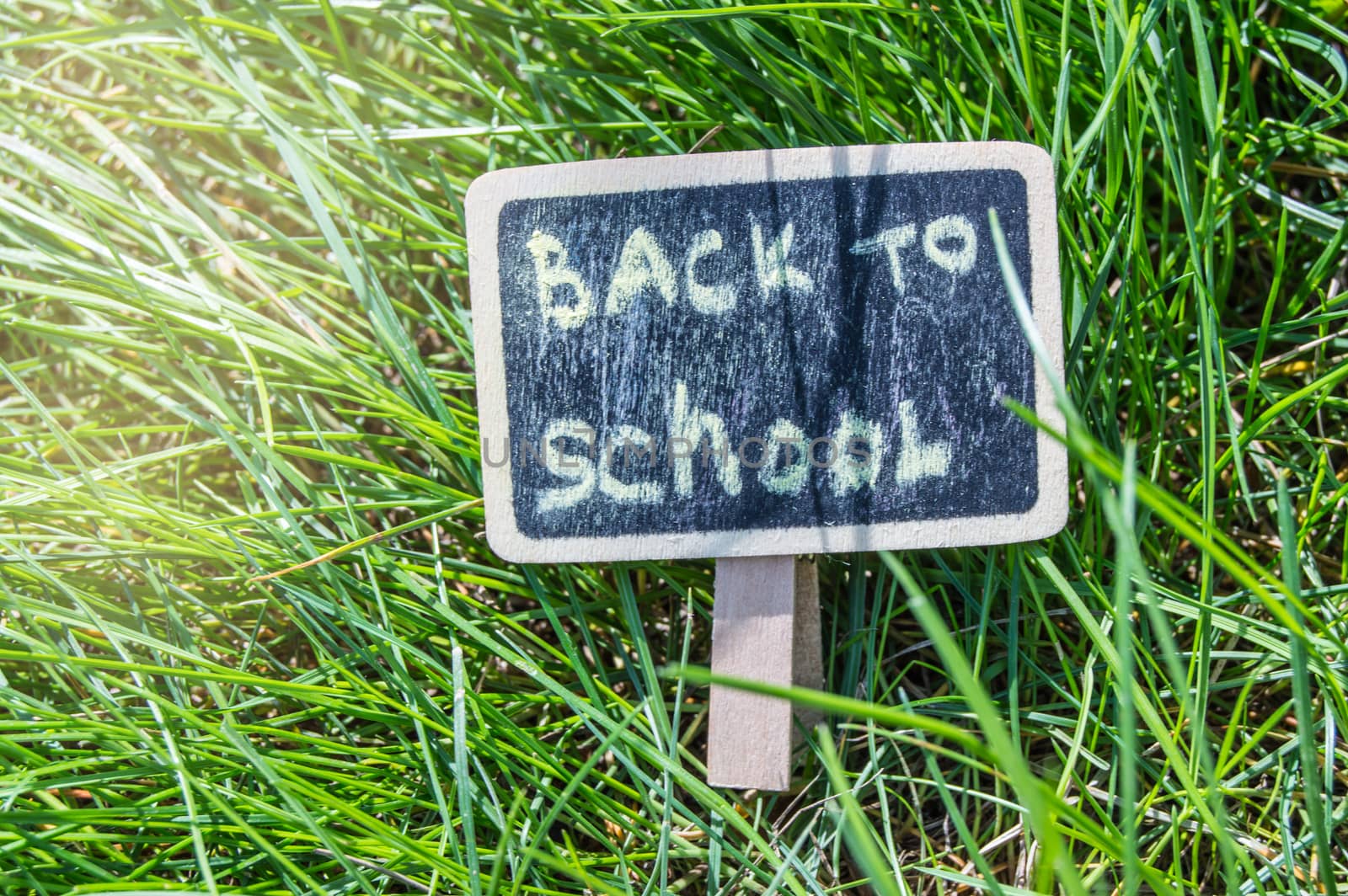Sunlight falls on the green grass and the black Board with the inscription Back to school. The concept of education, training, teacher's Day.