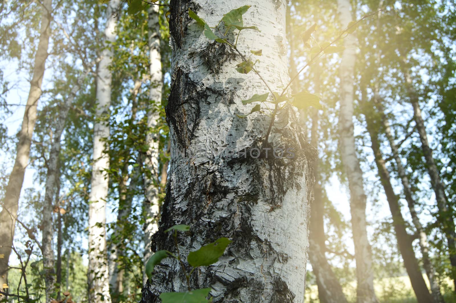 Spring background is a birch tree with young green leaves illuminated by sunlight and glare. Beautiful spring landscape in the forest.