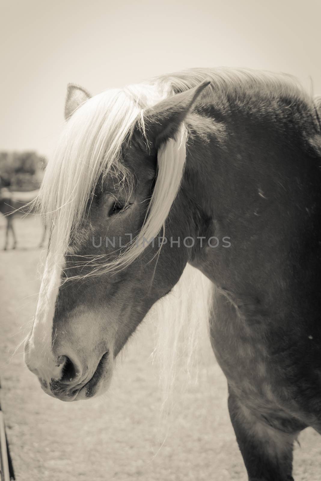 Filtered image of Belgian horse head at American farm ranch close-up by trongnguyen