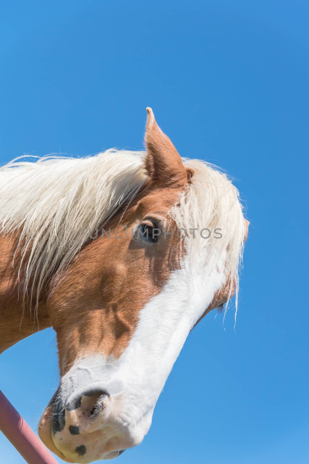 Belgian horse at American farm ranch close-up by trongnguyen