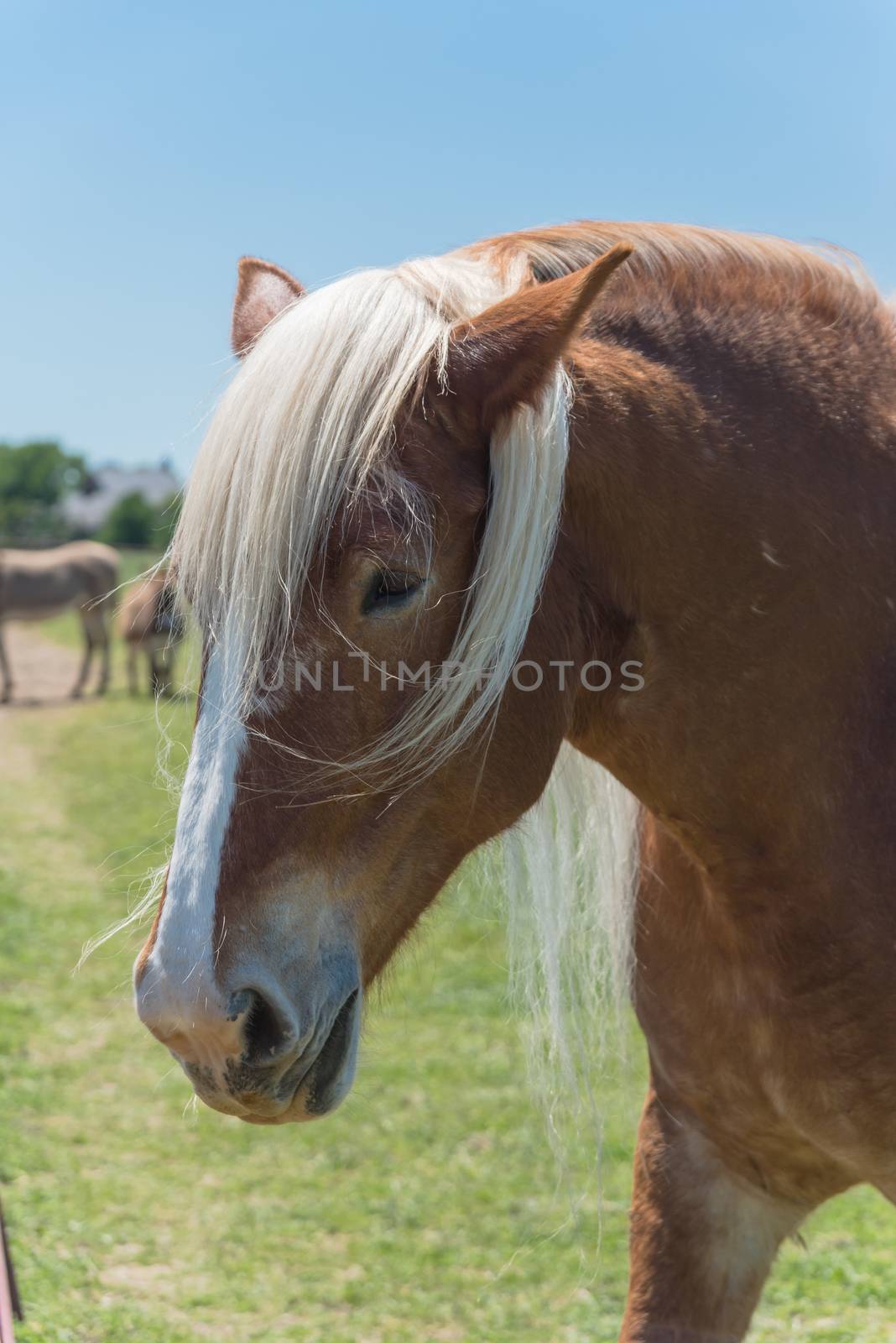 Belgian horse at American farm ranch close-up by trongnguyen