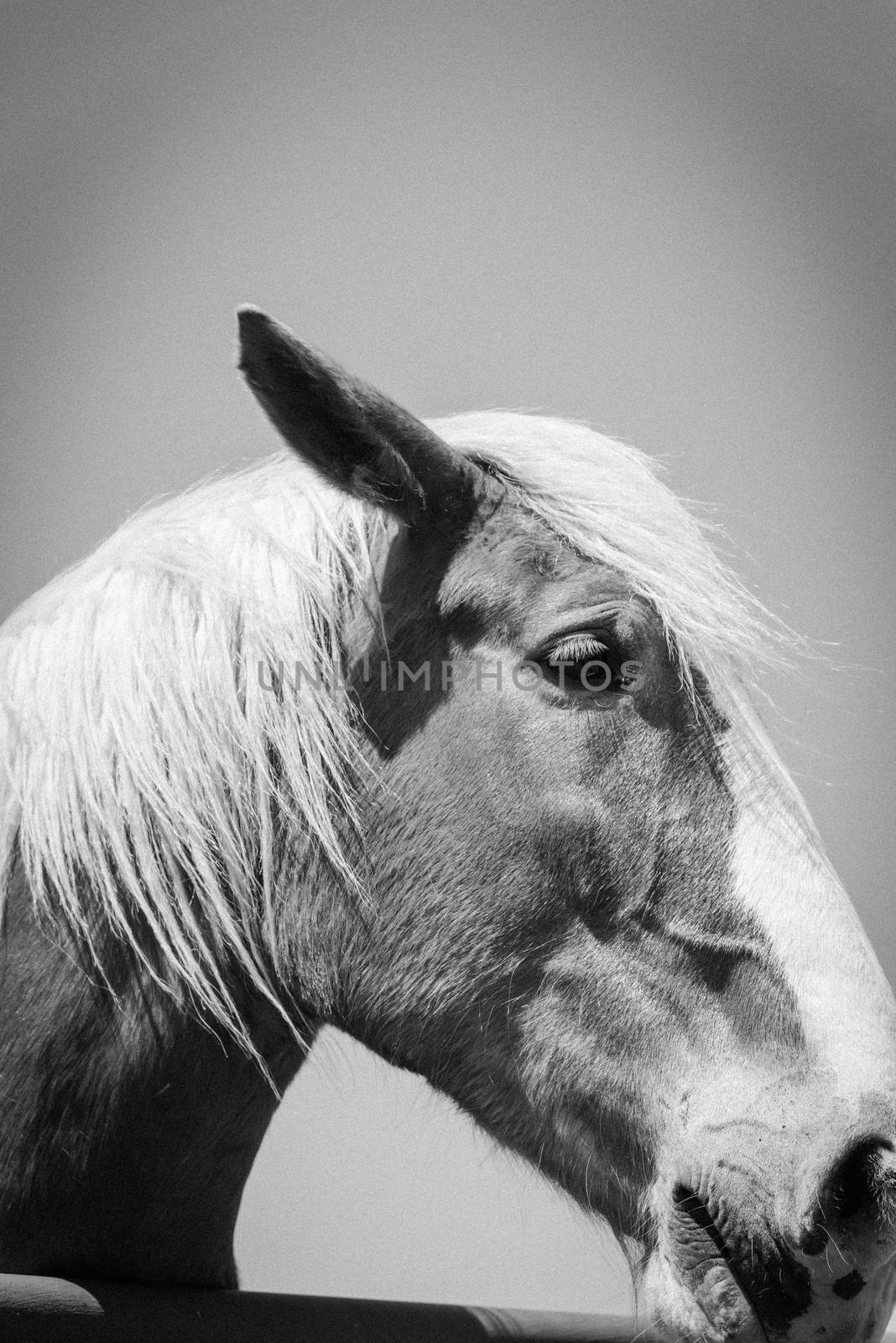 Black and white view close-up the head of Belgian horse at ranch in Bristol, Texas, USA. Known as Heavy, or Brabant, it is a draft horse breed from the Brabant region of modern Belgium.