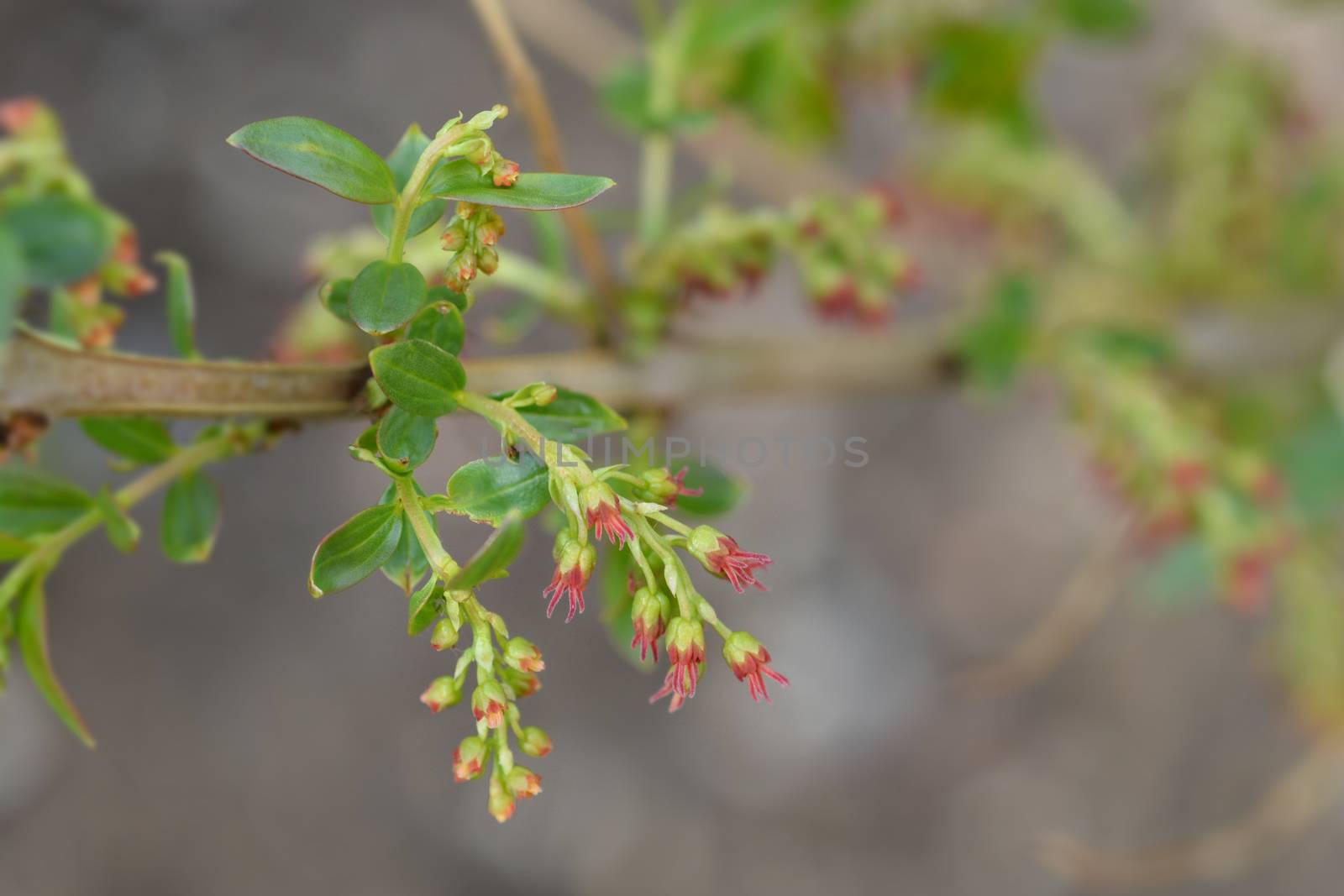 English redoul - Latin name - Coriaria myrtifolia