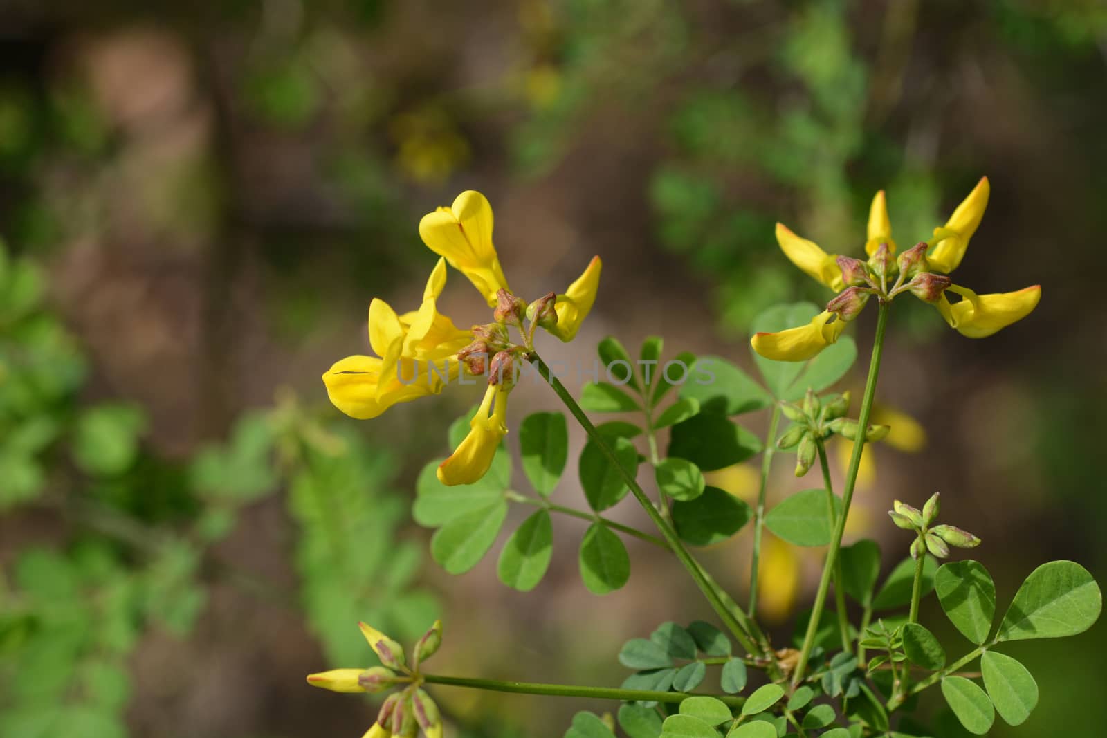 Vetch-like coronilla by nahhan