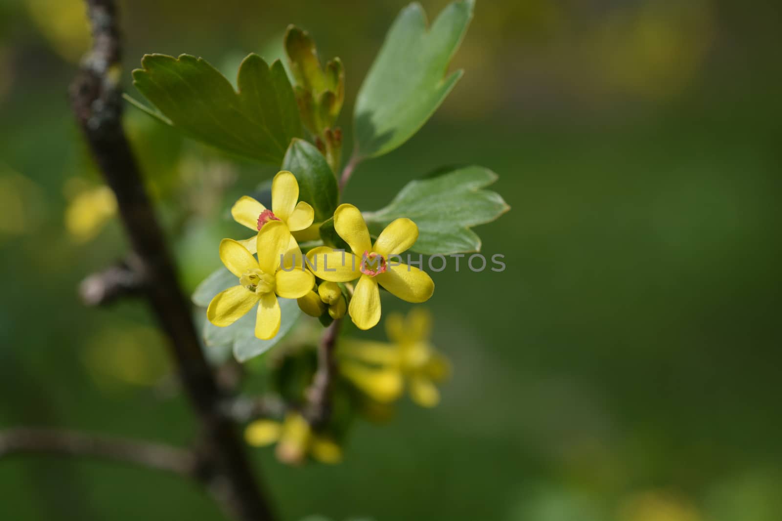 Golden currant - Latin name - Ribes aureum