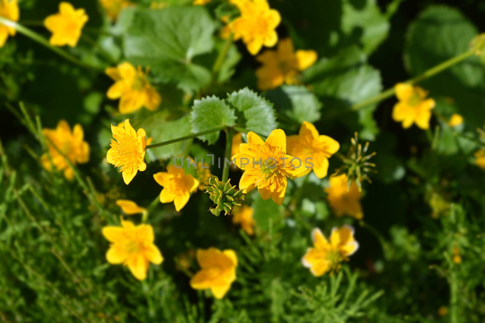 Marsh Marigold - Latin name - Caltha palustris