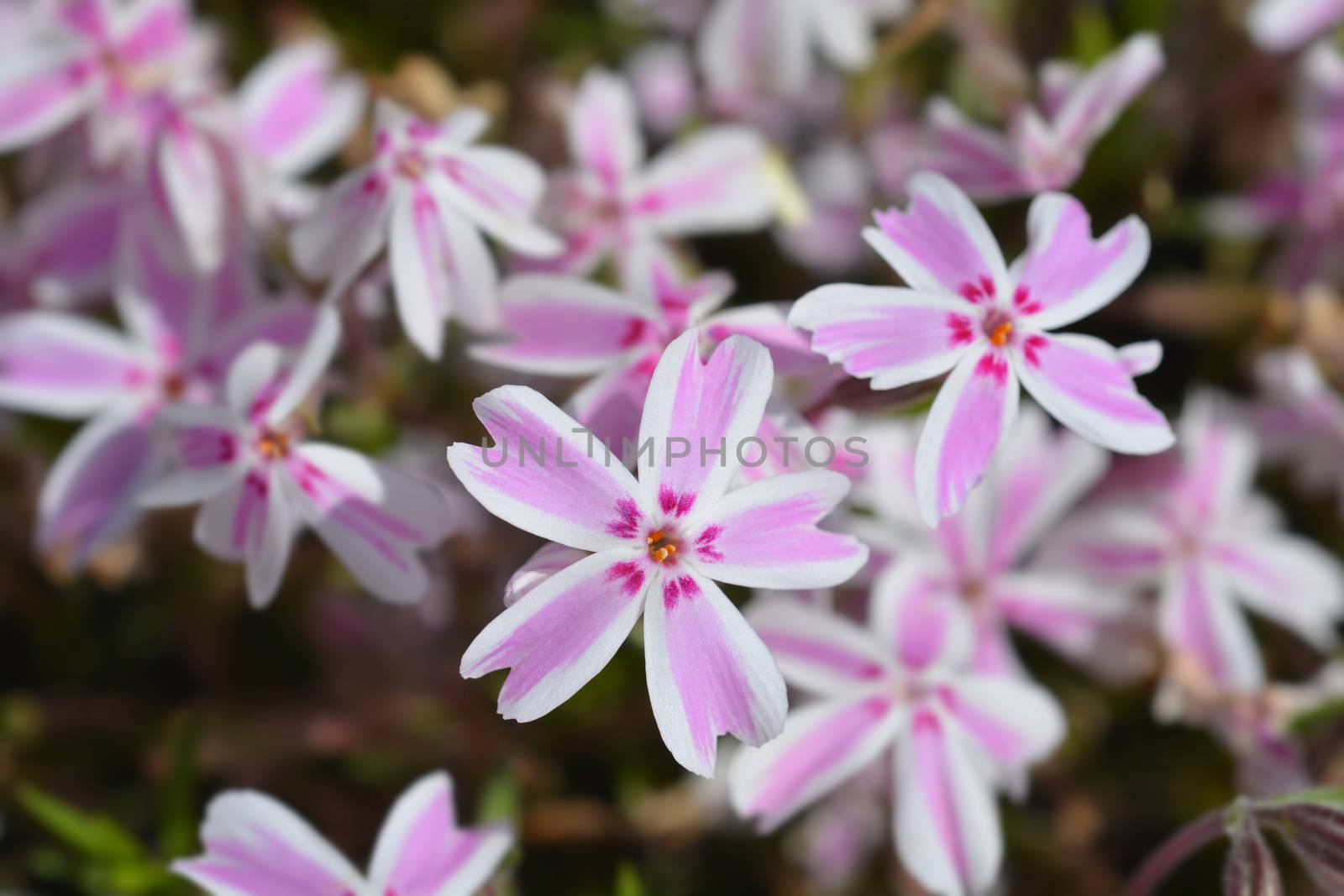 Creeping Phlox Candy Stripe by nahhan