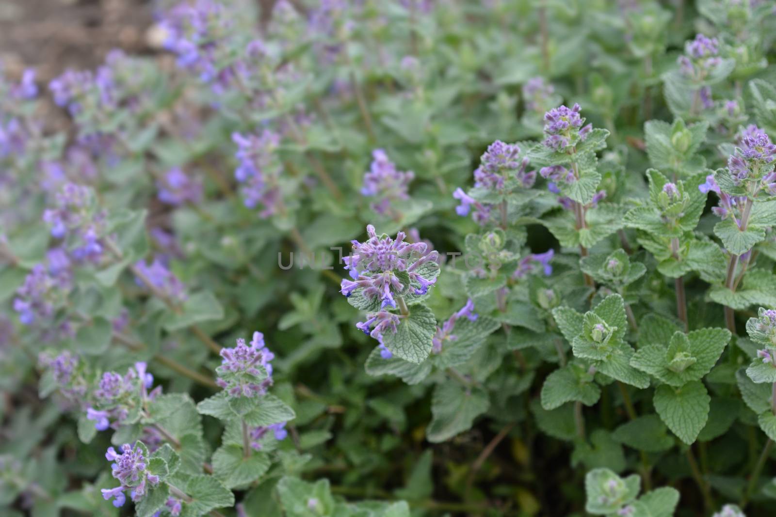 Catnip - Latin name - Nepeta grandiflora