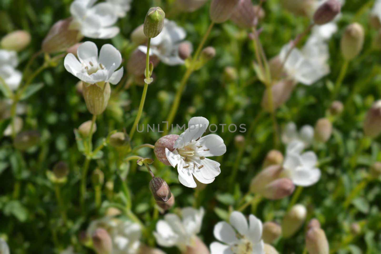 Sea campion - Latin name - Silene uniflora (Silene vulgaris subsp. maritima)